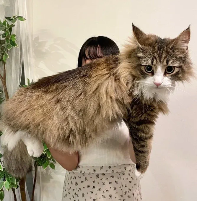 「生後2カ月→生後20カ月」の猫の写真を比較 想像以上の変化に飼い主も驚き!|ねこのきもちWEB MAGAZINE 