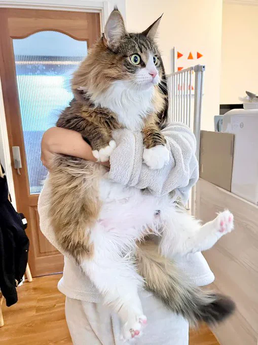 「生後2カ月→生後20カ月」の猫の写真を比較 想像以上の変化に飼い主も驚き!|ねこのきもちWEB MAGAZINE 