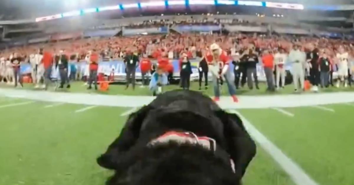 RonBohning's tweet photo. The Pop-Tarts Bowl Strapped a Camera to the Dog That Retrieves the Kicking Tee and Fans Loved It https://t.co/VvjrBlA1fr #CollegeFootball #ExtraMustard https://t.co/LvyK6hT2P6