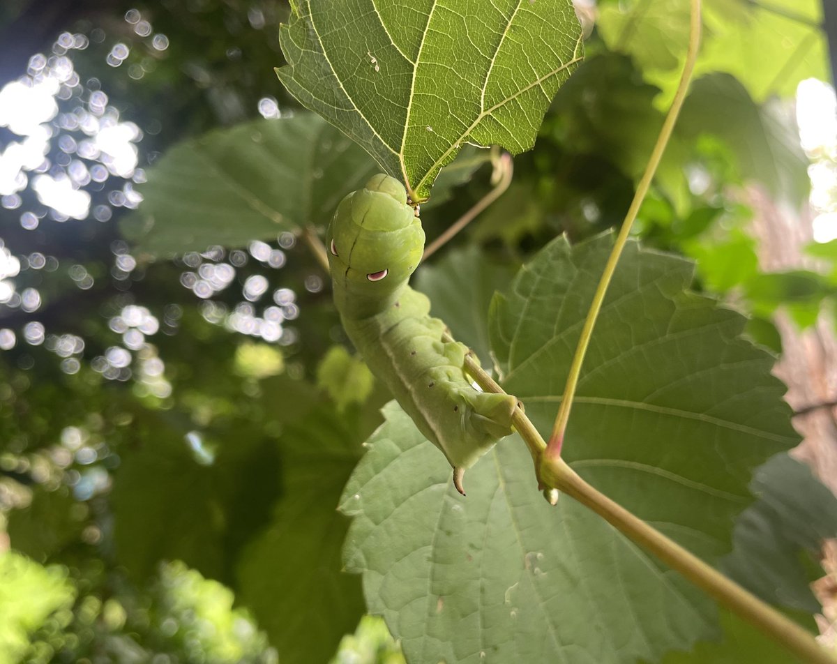 BackyardBiome's tweet image. A hungry boy helping himself to a feed of my Ornamental Grape vine leaves. Notice the fake eyes? Subtle yet extravagant.  Everyone is always welcome at my home for a feed. This is the Filipino Australian way 😊
