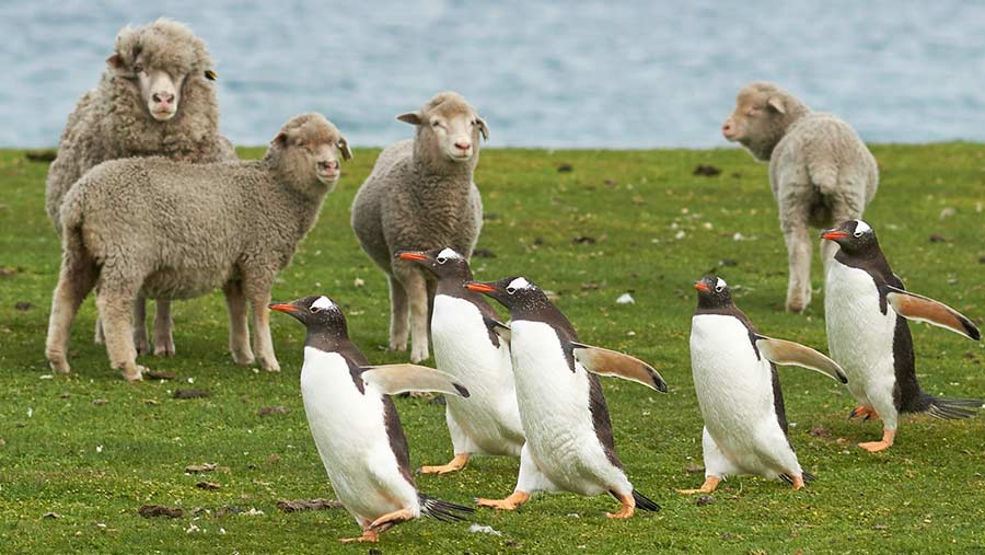 FriendlyPengu's tweet photo. >walk outside
>see silent hill tier fog coming from above the valley
>ominous sheep bleating in the distance

sometimes, you just have those days, friends. https://t.co/Tpmb1e19xC