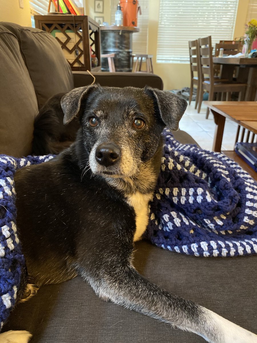 JeanKester's tweet photo. Our darling dog Maya crossed over the bridge today. 😢 she was a loving dog, so smart, loyal and protective and a stinker at times.  She was awesome ♥️ and will be missed.  Cheers to Maya 🌈💔🍾♥️ https://t.co/SJkcYRmjTf