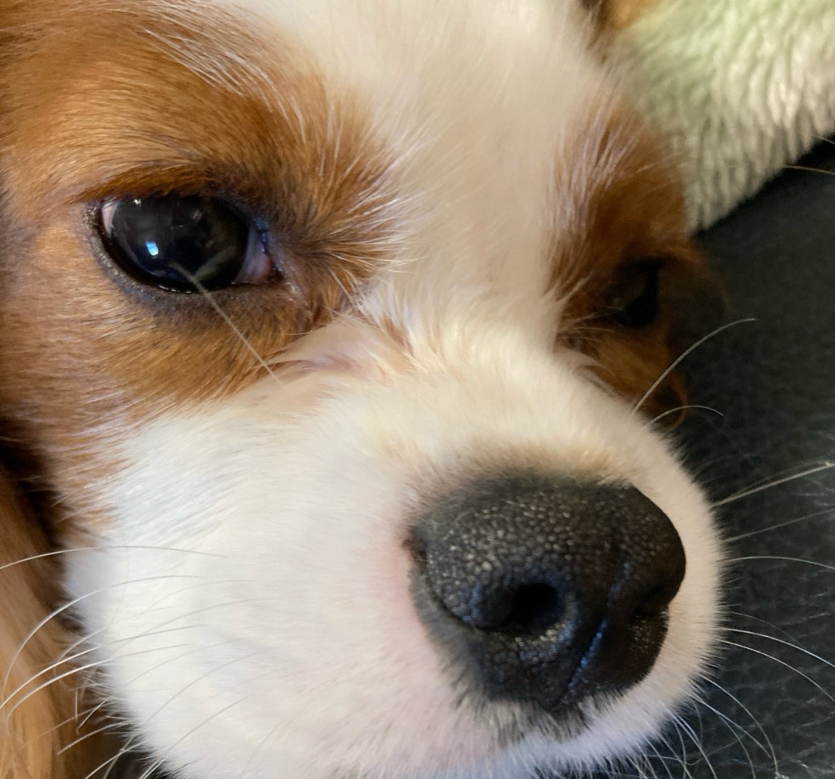 かわいいのかたまり