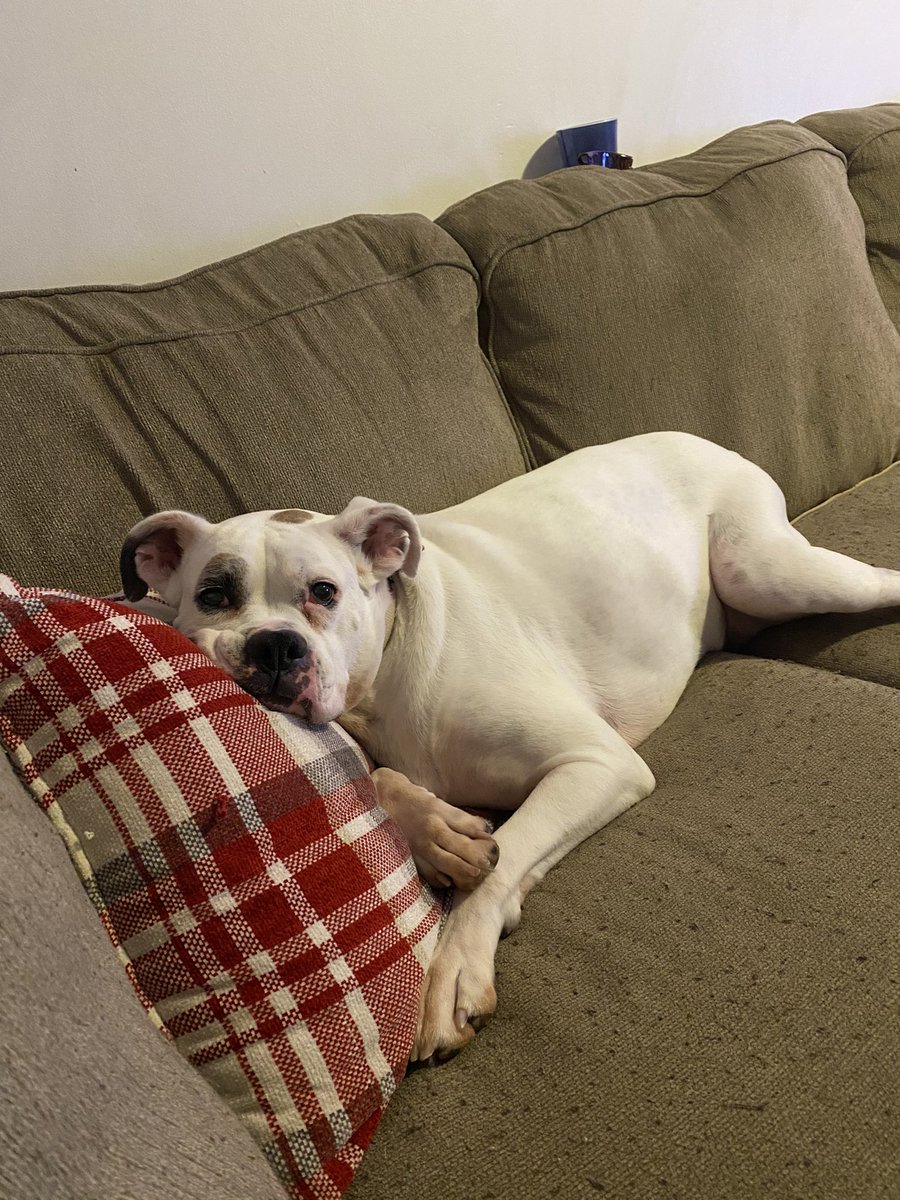 sparkley13's tweet photo. My dog > Most people https://t.co/0SZocE7IEd