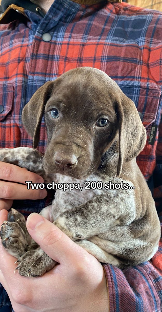 ThatGspGary's tweet photo. 23 months and 60 lbs later!
#gsp #germanshorthairedpointer #puppy #curedog #cutepuppy #pointerpuppy https://t.co/yuUfVHL2rY