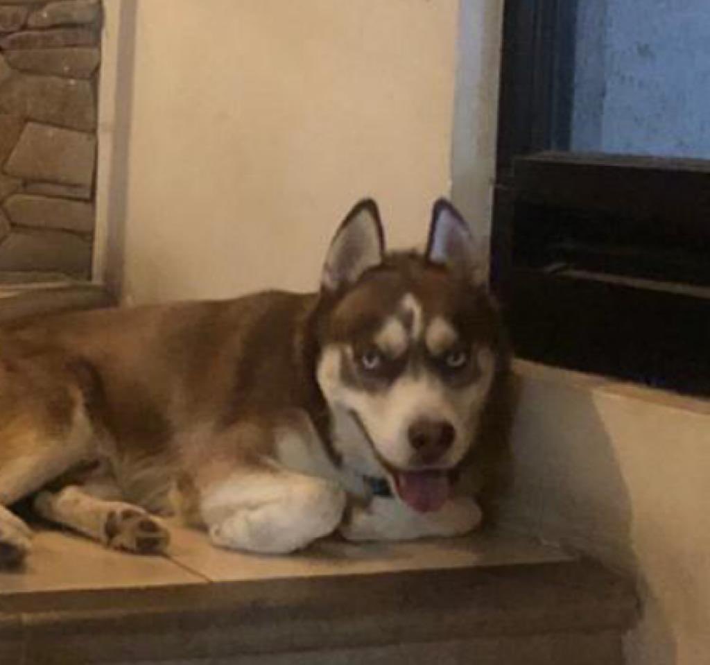 #Ayuda #Saltillo #RamosArizpe 
Se perdio mi perro desde las 3 pm en la Col. Gto de abajo en Ramos Arizpe responde al nombre de THOR.
Trae ese collar rojo fuerte pero su plaquita con mi numero se le cayo, el collar trae un airtag.
 SI LO VEN COMUNIQUENSE CONMIGO AL 844 455 2725