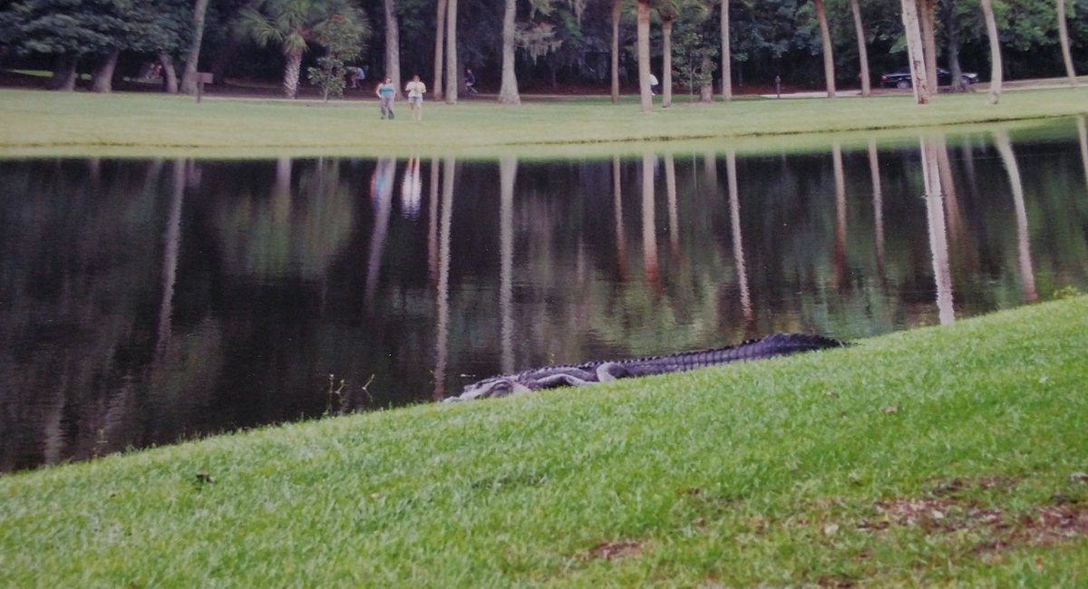#ThrowbackThursday @VisitSavannah #SavannahGeorgia #alligator 🐊