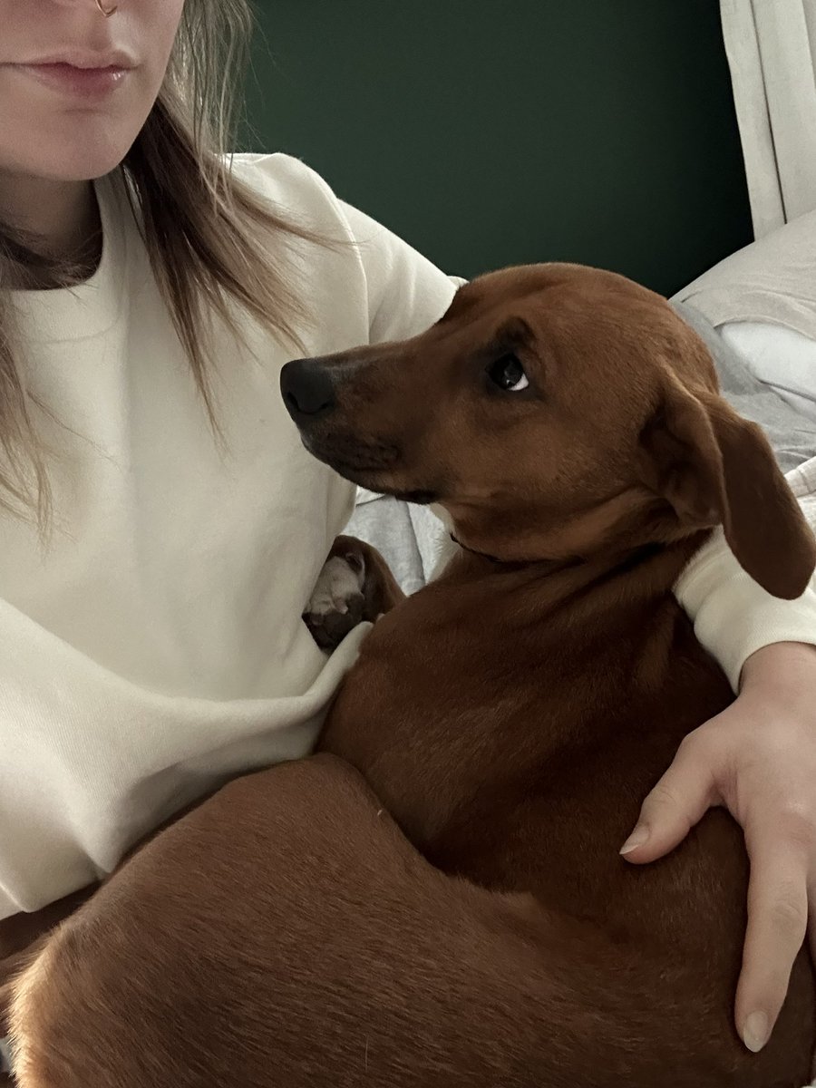 krystymango's tweet photo. immediately renamed him cowboy and he turned out to be the sweetest, most well behaved rescue dog of all time. do not buy a dog from a breeder when perfect ones like this live in the woods for free. https://t.co/AWcn2GnArm