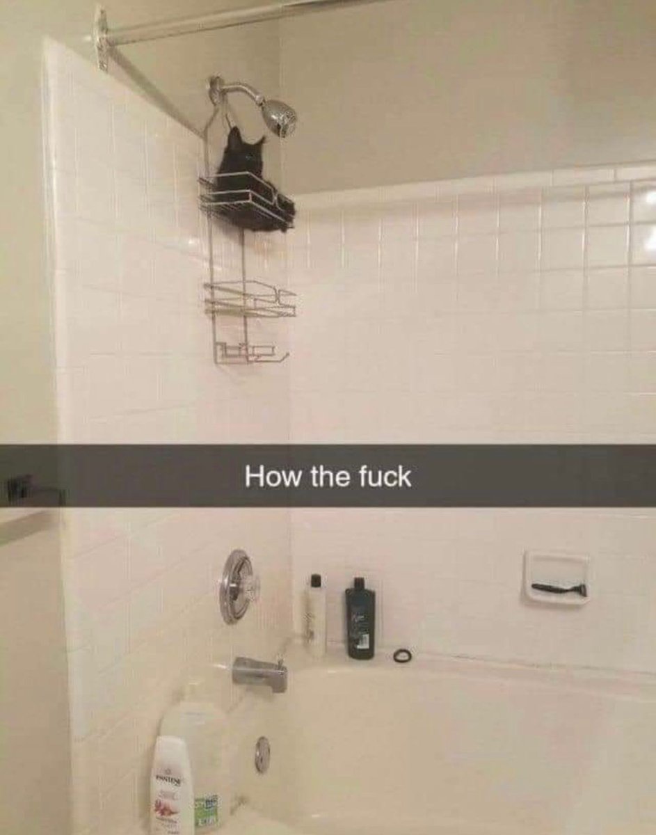 Why you should have a cat (@shouldhavecat) on Twitter photo 