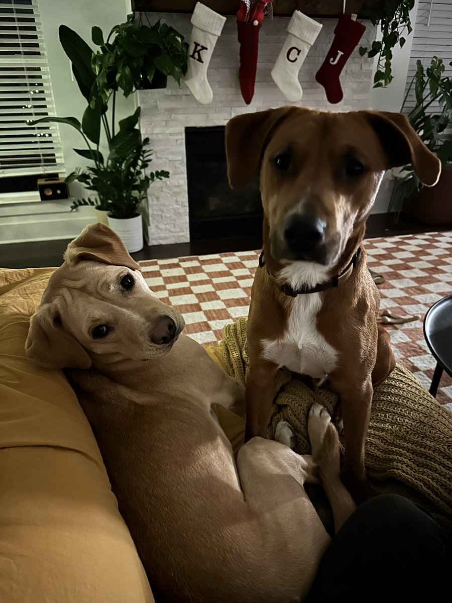 krystymango's tweet photo. i almost bought a borzoi from a breeder in missouri 3 years ago and i’m so glad i didn’t because i wouldn’t have gotten these mutts https://t.co/aYUY9SResg