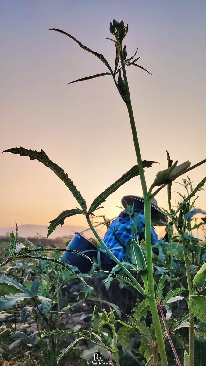 Rahul_Gonzalez7's tweet photo. Satisfy your Soul not the Society. its the best medicine to get peace in Life.
🏞🖼🌄🛣🚵🚵📸📸
#Myanmar #Mandalay
#Mobilephotography 
#Nature #NaturalBeauty #naturelovers #Travel #wanderlust #traveldestination  #travelinspiration #landscapephotography #landscapelovers https://t.co/JrxkLDHqvJ