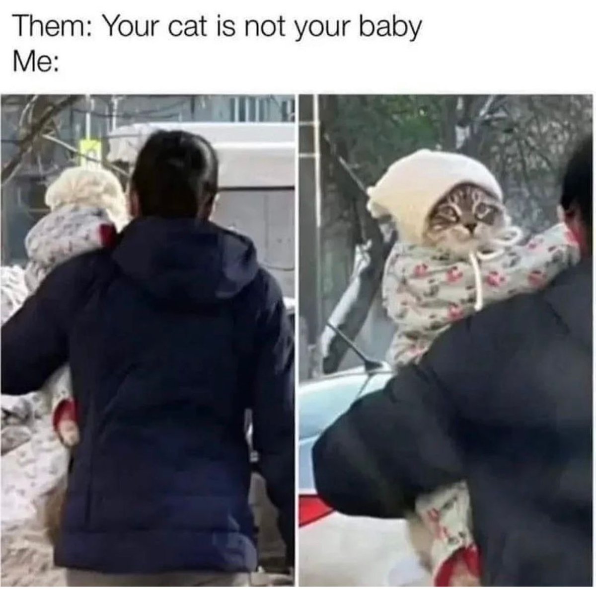 PostsOfCats's tweet photo. https://t.co/IlSfHdHqPV