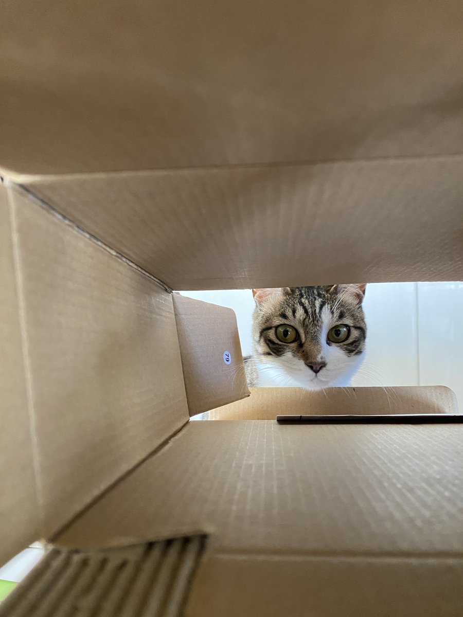 ねこまる (@nekomaru_wide) / Posts / X