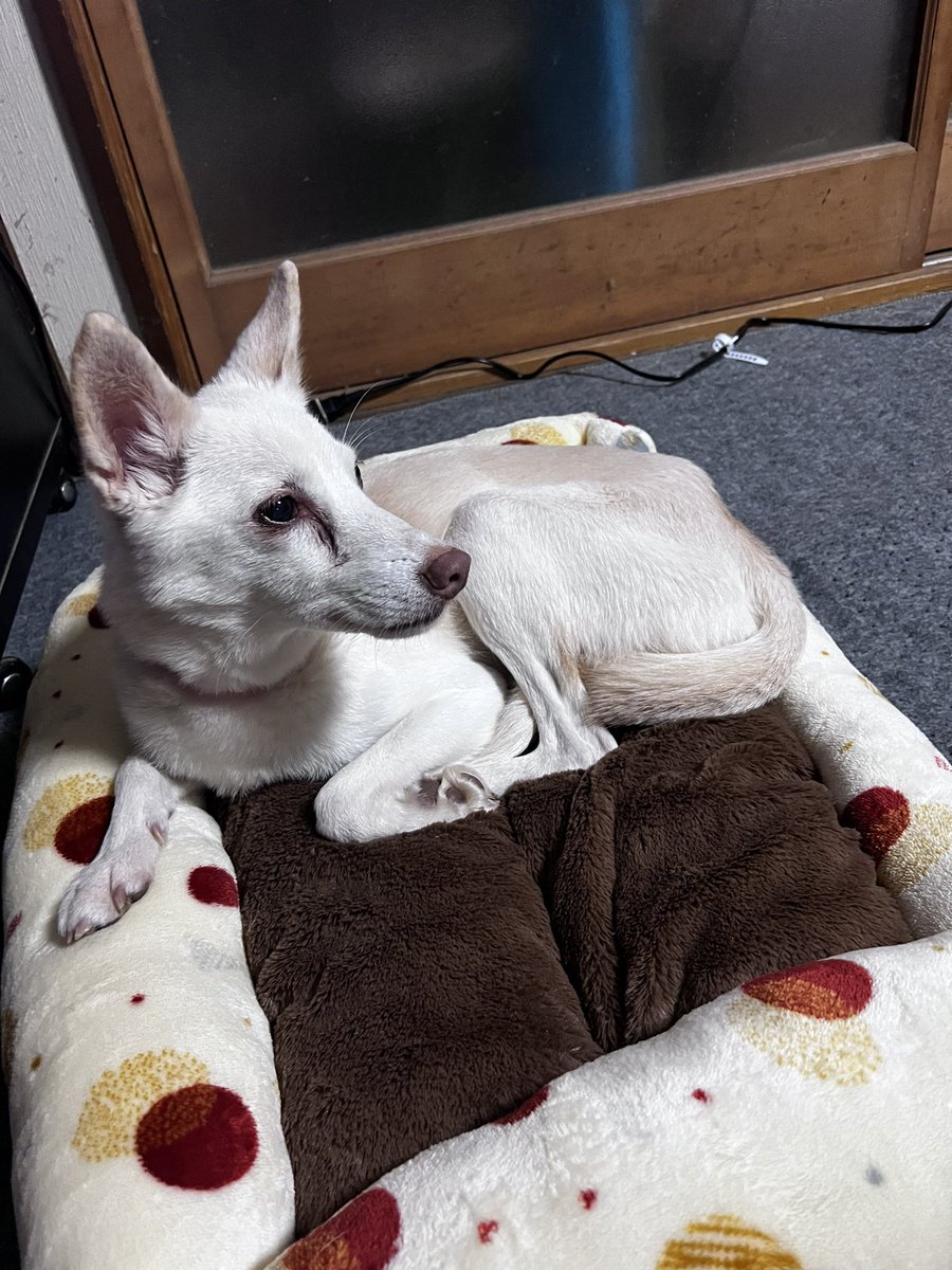 KH5ntJA8oN18578's tweet photo. この犬を探しています名前はハルです
横手市雄物川付近です見つけたら連絡お願いします。 https://t.co/thcZb2zmr4