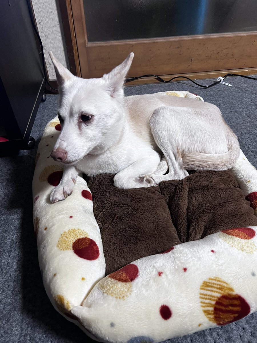 KH5ntJA8oN18578's tweet photo. この犬を探しています名前はハルです
横手市雄物川付近です見つけたら連絡お願いします。 https://t.co/thcZb2zmr4