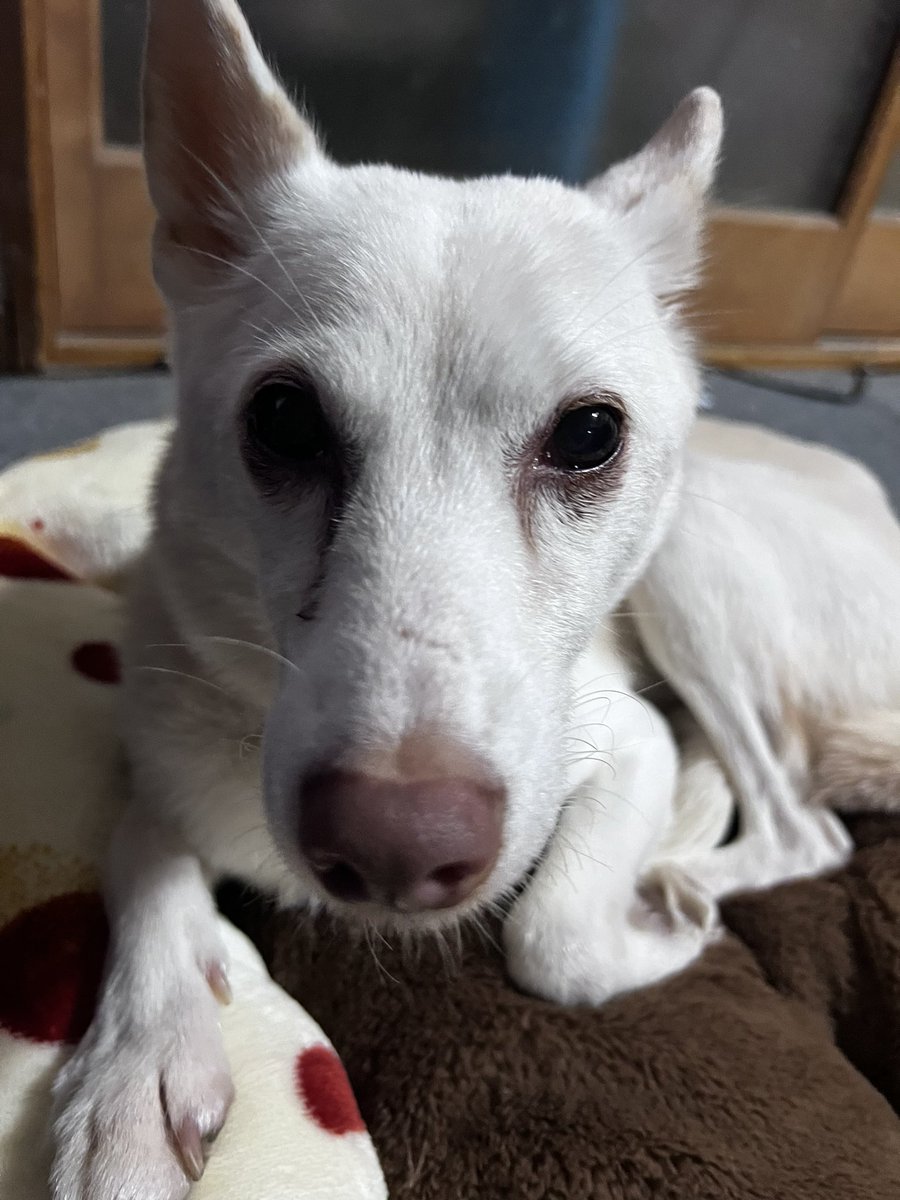KH5ntJA8oN18578's tweet photo. この犬を探しています名前はハルです
横手市雄物川付近です見つけたら連絡お願いします。 https://t.co/thcZb2zmr4