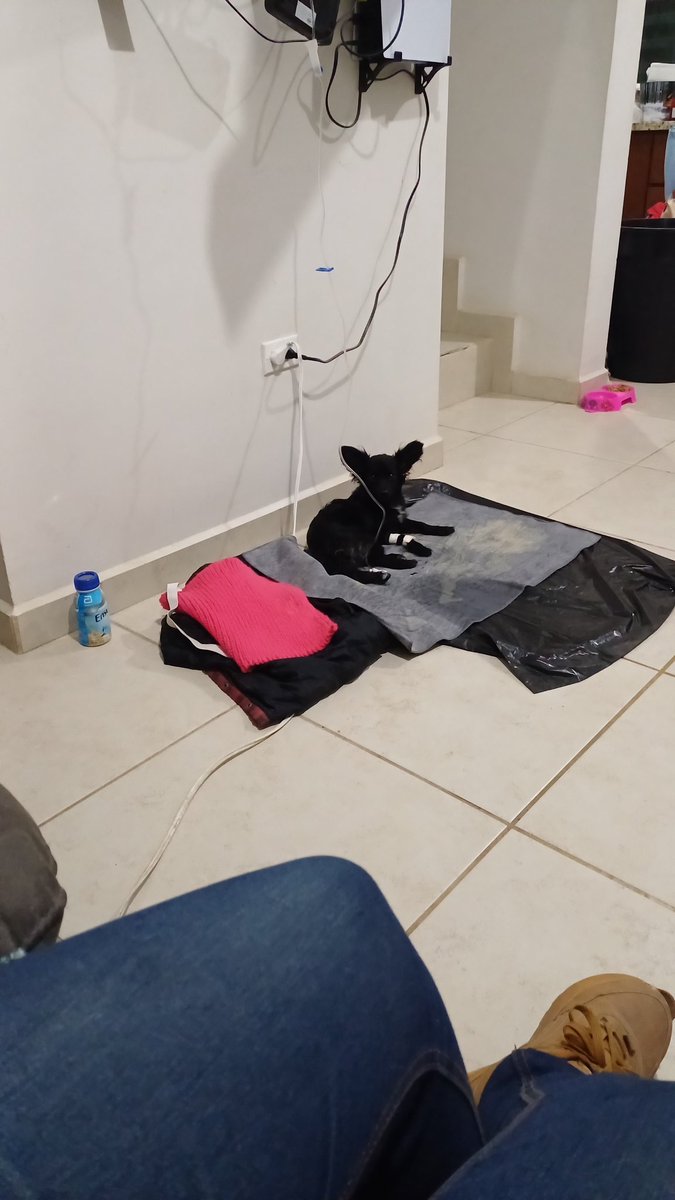 QuesiTatGouda's tweet photo. Amiguirous! Ayúdenme con sus reposts, porfa, soy teacher de Inglés, tengo horarios disponibles, tuve a mi cachorrito muy malo de parvovirus y la cuenta del vet es bastante alta, antooons necesito la chamba para cubrirla, les dejo fotito de la criatura con su suerito (y mi flyer) https://t.co/Z74kUgFVBV