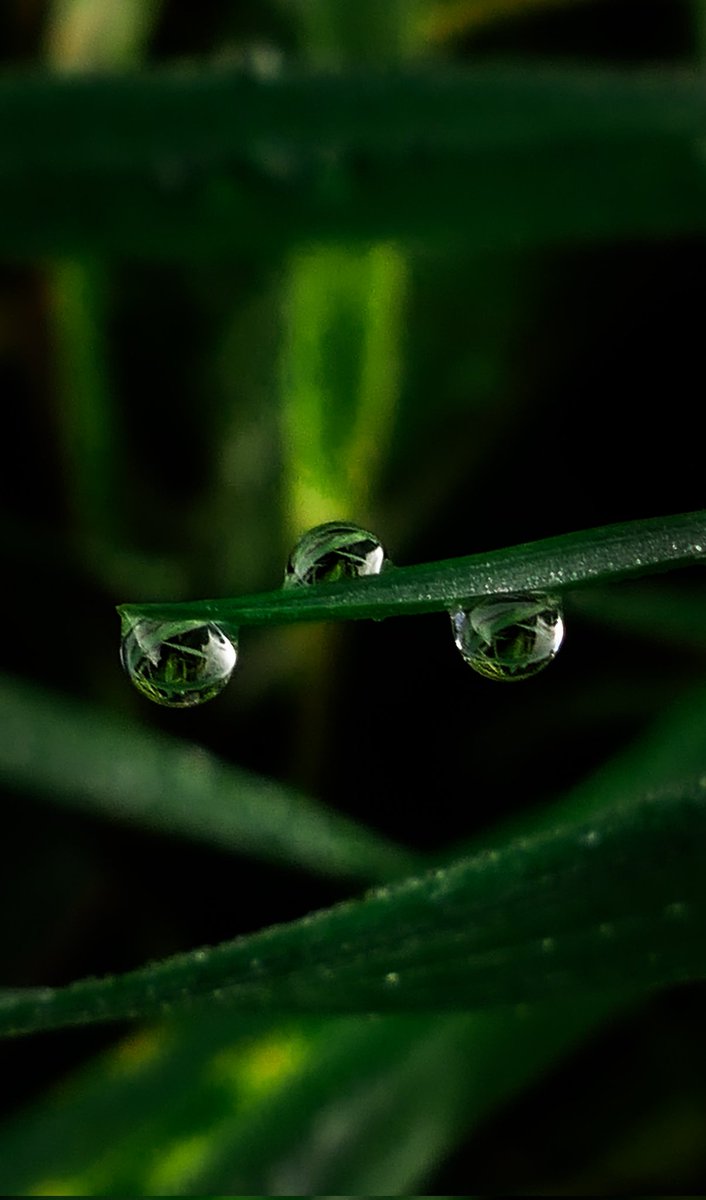 In triplicate 💚
#nature #macro #photooftheday #photography