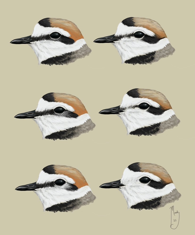 Marky Mutchler tweet media