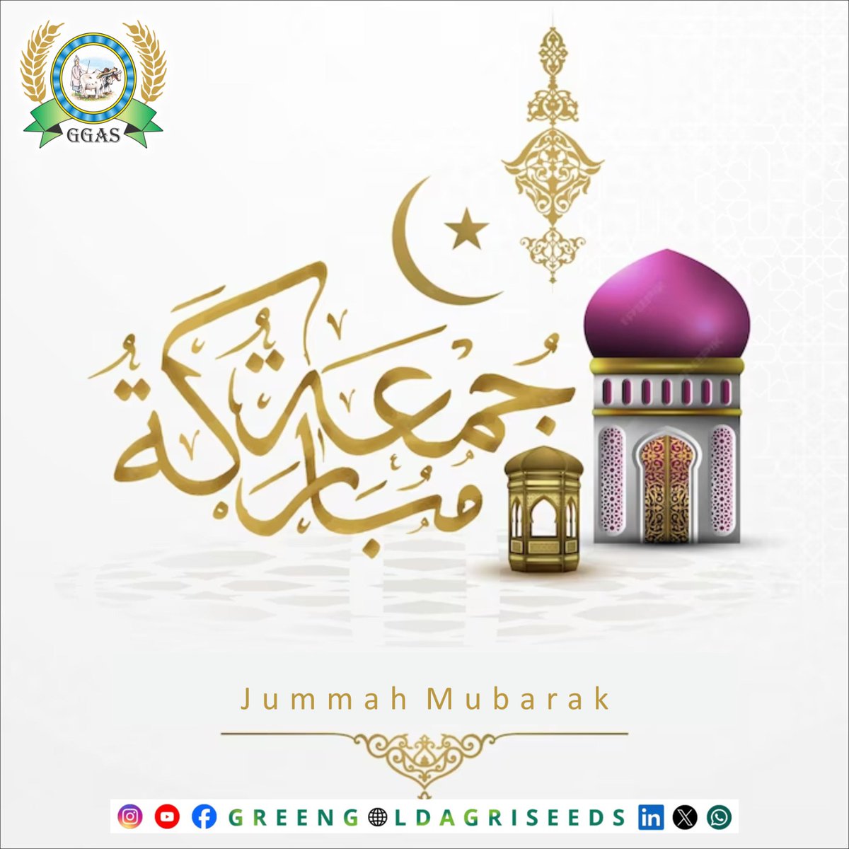 'Wishing you a Friday filled with blessings as abundant as the harvest from Green Gold Agri Seeds. Jummah Mubarak! 📷📷 #BlessedFriday #GreenGoldHarvest' #JummahMubarak #GreenGoldAgriSeeds #BlessedHarvest' #BlessedFriday #greengoldwishes