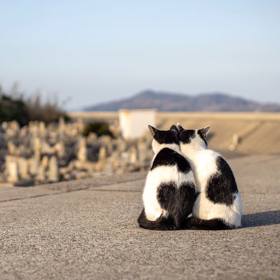 ツインハート
#ねこ　#猫　#cat