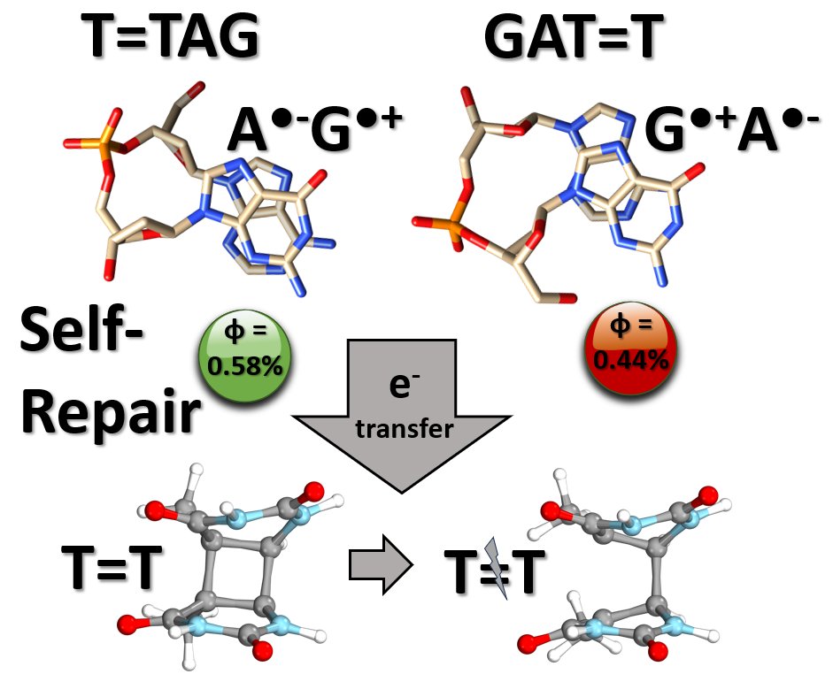 Rafał Szabla (@rafal_szabla) on Twitter photo Our new article on UV-induced electron transfer through DNA, DNA self-repair and their dependence on the relative arrangement of nucleobases has just been published online in <a href="/ChemicalScience/">Chemical Science</a> . A combination of #compchem and experiments. <a href="/PWr_Wroclaw/">Politechnika Wrocławska</a> 1/3
pubs.rsc.org/en/Content/Art… Our new article on UV-induced electron transfer through DNA, DNA self-repair and their dependence on the relative arrangement of nucleobases has just been published online in <a href="/ChemicalScience/">Chemical Science</a> . A combination of #compchem and experiments. <a href="/PWr_Wroclaw/">Politechnika Wrocławska</a> 1/3
pubs.rsc.org/en/Content/Art…