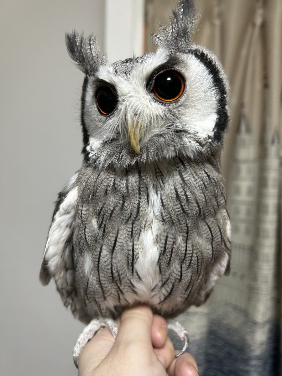 arpk_akt's tweet photo. 前に出したフクロウの本がピッコマで待てば無料にはいってます！いま。
フクロウに狂った女の買うまでの数か月が載ってます。

写真はかわいいときのフクロウと私をひややかに監視しているときのフクロウです。

フクロウ、検討中。
https://t.co/yLci0S0B0P https://t.co/C0H80I0uaP