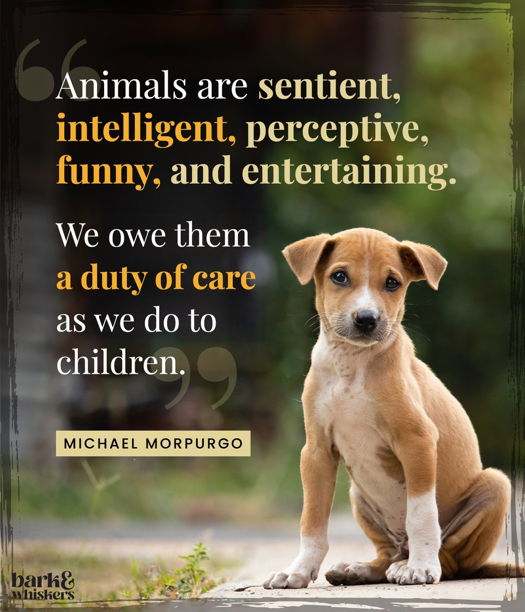 bark_whiskers's tweet photo. Every furred, feathered or finned friend deserves to be nurtured and cared for. ❤️
#PracticeCompassion #AnimalLovers #Dog #Cat #DogsOfTwitter #CatsOfTwitter #Pet #barkandwhiskers https://t.co/irbRqTlCRw