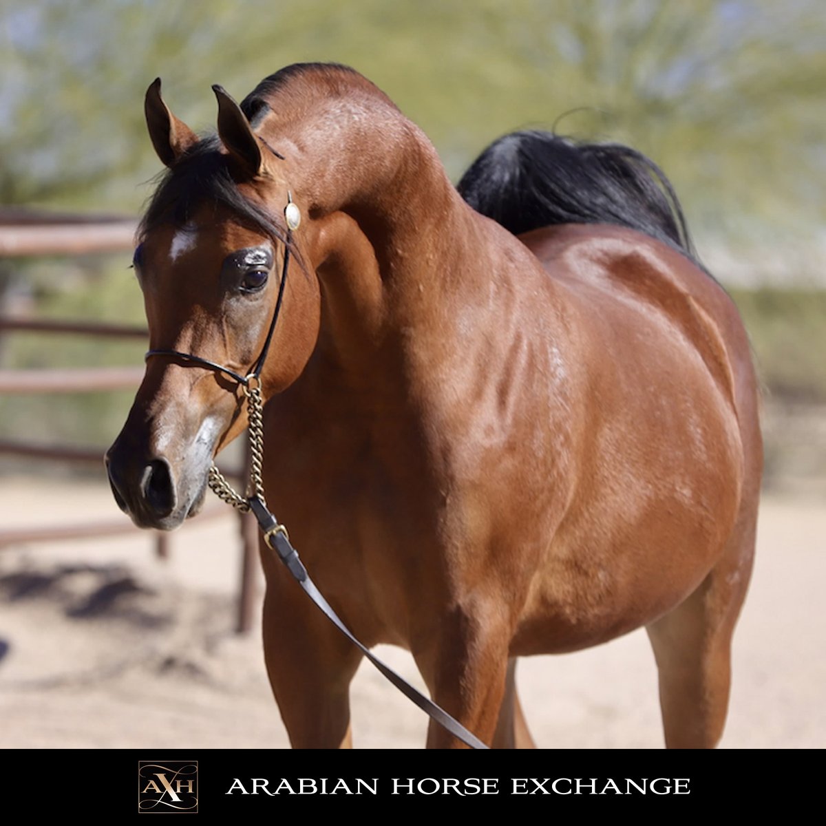 Arabian Horse Exchange (@ArabianExchange) / Posts / X