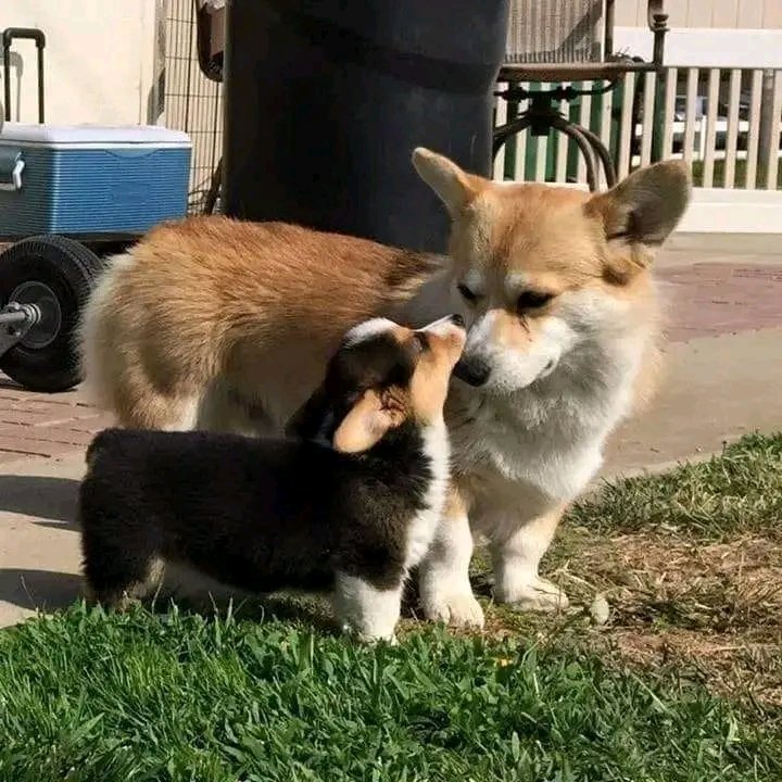 Perfect shoot ❤️❤️
.
.
.
#corgi #doggo #2k23challenge #corgidaily #corgipuppies #corgilife #corgination #dogphotography #dog #doglove #dogstagram #FacebookMarketing #facebookviral #facebookreels #facebookvideo #likeforlikes