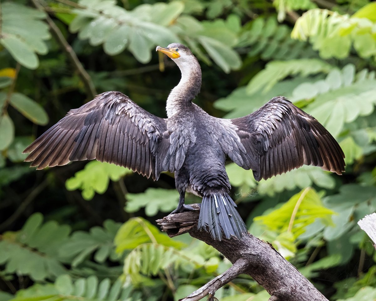 When you know it’s #featherfashion Friday and you came ready to pose. Our #cormorant model is sporting dark browns, matte grays with hints of shimmer. #birdphotography #BirdsOfTwitter #birdphotography #TwitterNatureCommunity #CostaRica