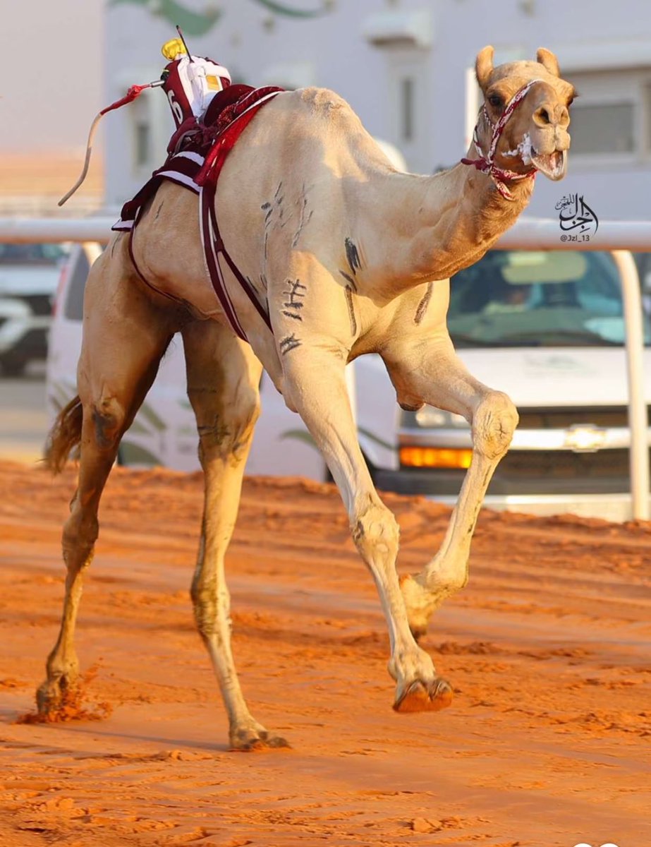 نبارك لسيدي أمير البلاد المفدى ولجماهير هجن الشحانية والقائمين على هذه المؤسسة الناجحة انتزاعهم 5 رموز في #مهرجان_الملك_عبدالعزيز_للإبل8 من أهمها أولى سيوف هجن الشحانيه لموسم 2024/2023 وآخر سيوف عام 2023

وحصولهم على أهم أشواط يوم الختام مع فجاجة وعجيب 

وتسجيل هجن الشحانية