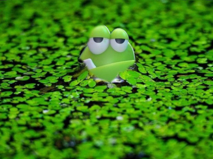FrogeFi's tweet photo. @FrogeVIP Shocker; we extend an olive branch at the behest of your holders and we get blocked.

@FrogeVIP, you really can’t say we didn’t try to work with you. https://t.co/1FCsOzxeqR