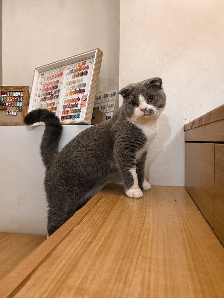 Adopsikucingtgr's tweet photo. JASA PACAK KUCING
Info lebih lanjut DM

IG : akangteby

#jasapacakkucing #catlovers #pacakkucing #cat #kucingkawin https://t.co/1wom9noX21