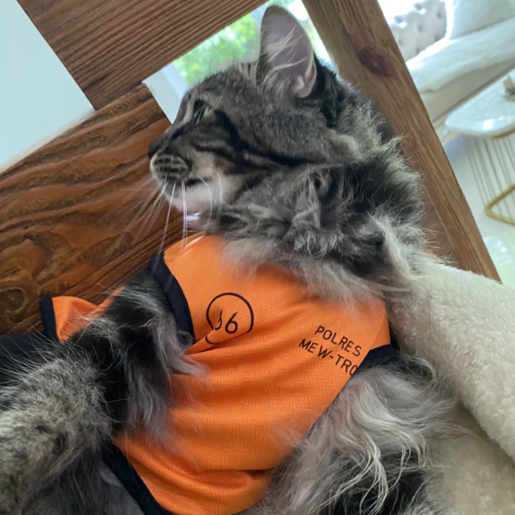 always joe king tweet media