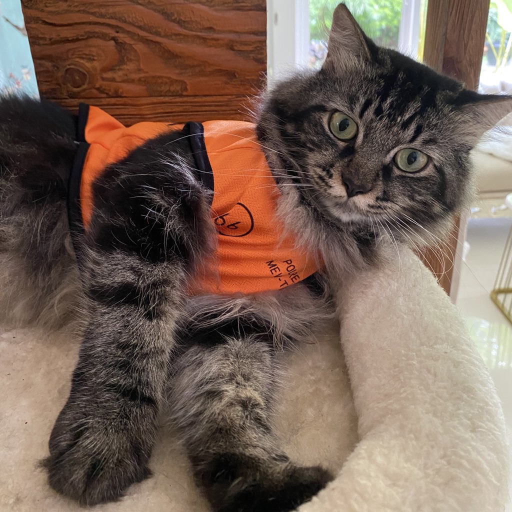 always joe king tweet media