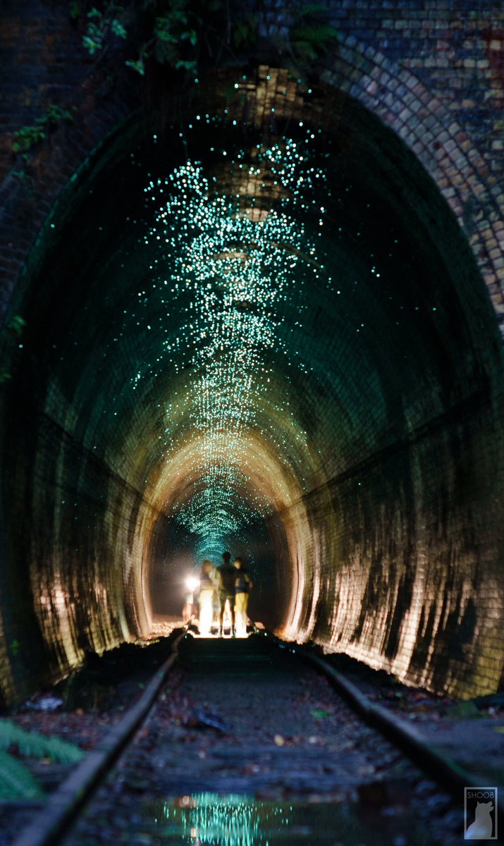 I think this is my favourite photo of the year glow worms in the old train tunnel at Helensburgh station, NSW, Australia