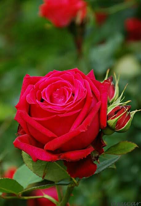 SalehaAzhar5's tweet photo. Good morning 🌄 lovely friends ❤️🌹🌹❤️💚🌿💚❤️🌹🌹🌹🌹🌹🌹🌹🌹❤️ have a blessed Friday ☕🌄 https://t.co/SY2OJcVHJA
