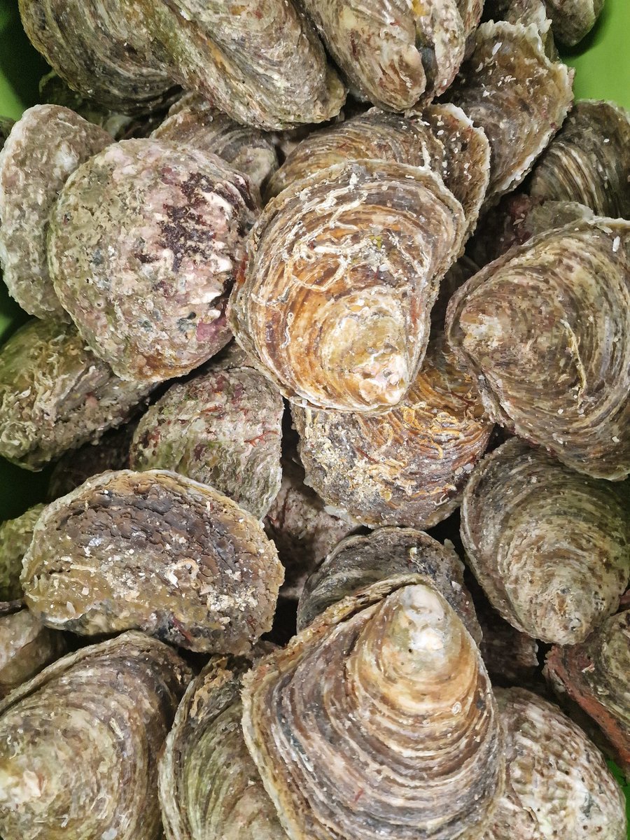 L’huître plate, aussi appelée pied de cheval ou sauvage, est désignée comme l’huître normande originelle, et est pêchée depuis le 17e siècle. Leur goût est + prononcé que les creuses, et leur saveur gustative est très recherchée > bit.ly/4ard7md
📸 Estelle Cohier