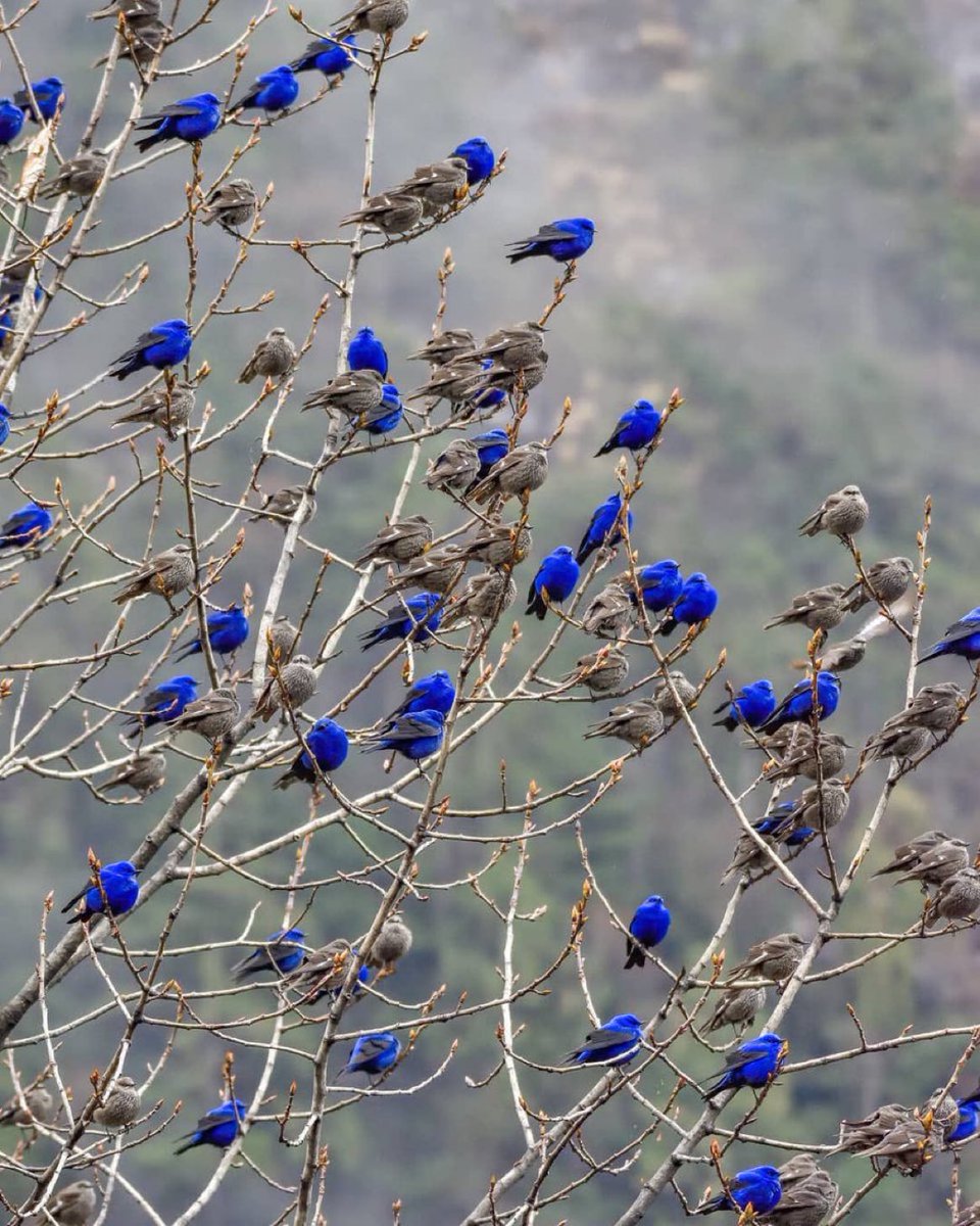 A tree full of Grandala birds resting, 
 
female birds are brown the males are vivid blue. 

 📸Rajesh Panwar