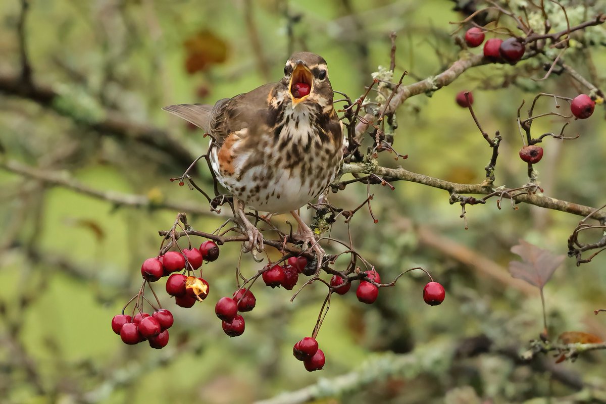 Redwing Is That A Berry In My Beak? #dryslwyncastle @CarmsBirdClub @BTO_Carms @BBCSpringwatch @birdwatchingmag