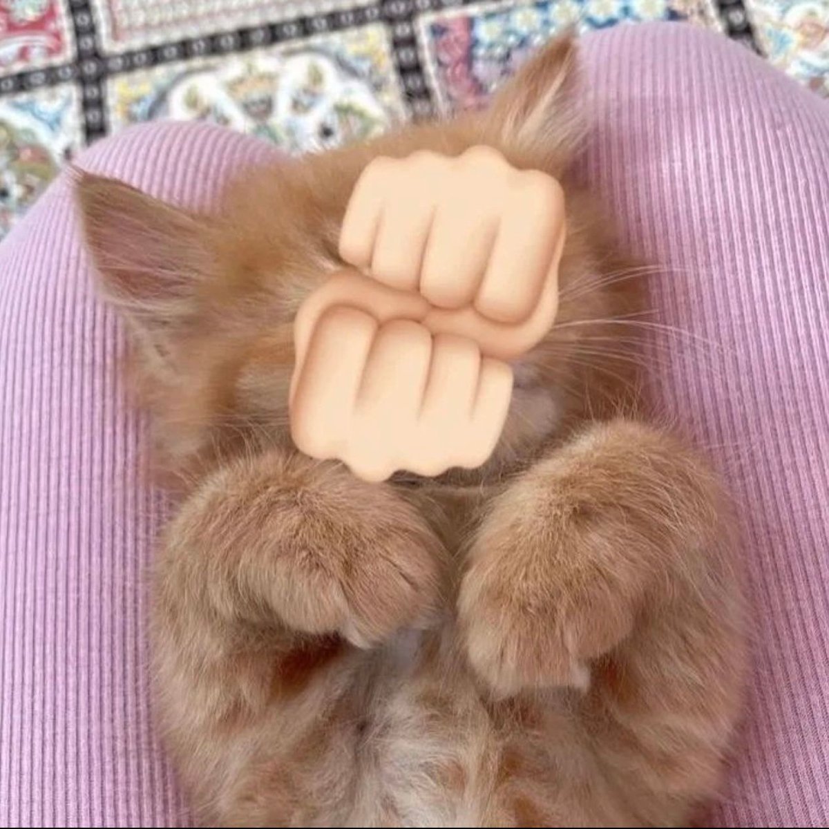 Posts Of Cats tweet media