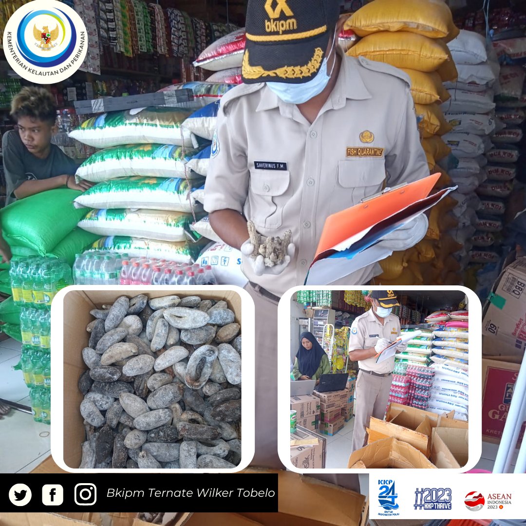 Hai #sahabatquarantine, 29 Desember 2023 Pejabat Karantina Ikan Wilker Tobelo melakukan giat Pemeriksaan fisik Teripang Kering Tujuan Bau-bau #MENTERIKKP #SAKTIWAHYUTRENGGONO #KKPGOID #KKPThrive