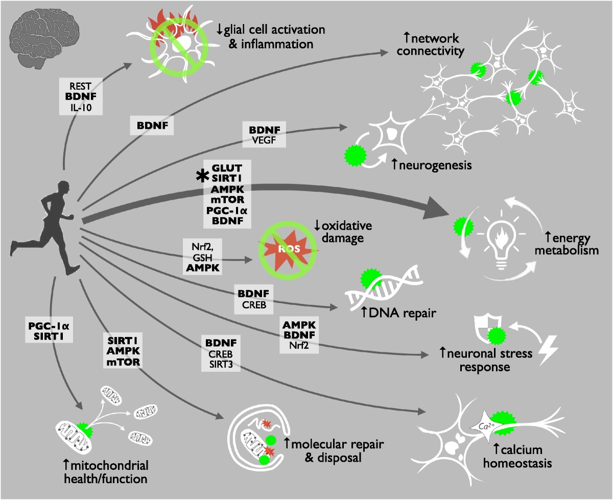 El #ejercicio es una poderosa estrategia para frenar todos los principales signos del #envejecimiento cerebral, ya que activa vías celulares clave relacionadas con el metabolismo/regulación energética💪✨

journals.lww.com/acsm-essr/Full…