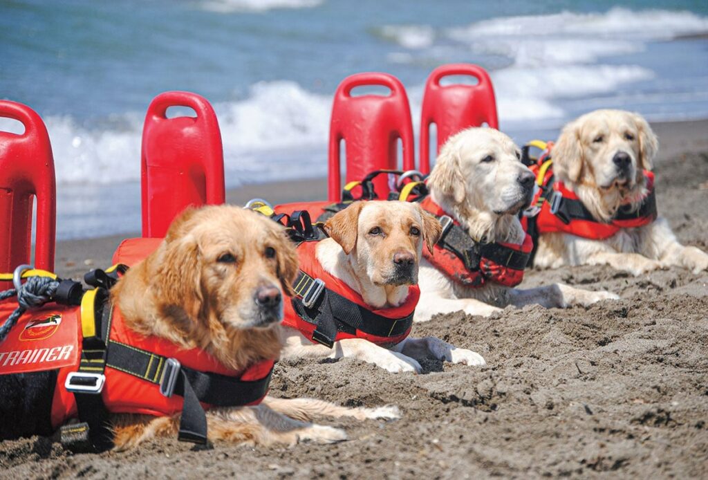 Rainmaker1973's tweet image. Croatia is known for its stunning beaches and crystal-clear waters, but it’s not just the scenery that makes it a popular tourist destination. Croatia is also one of the few countries in the world that has dog lifeguards.

Furry friends are patrolling the beaches of Croatia all…
