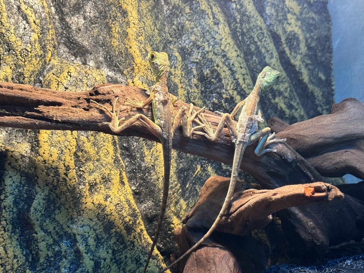 blizzard_1121_'s tweet photo. お迎え履歴🦎🐍
2022.11.21  レオパ ブリザード🤍
2022.11.21  レオパ ファイアウォーター💛
2023.9.24   メキブラ🖤
2023.10.5  ボールパイソン💚
2023.10.17  コーンスネーク🧡
2023.10.28 レオパ アルビノバンディット🍌
2023.12.25 グリーンバシリスク2匹🟢 https://t.co/ysmHPSRHla