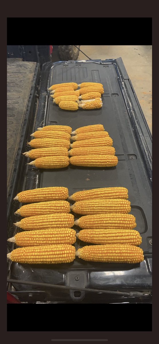 In response to all the planter critiquing the last few days. The difference in the top ears and bottom ears is only 16 hours. Keep in mind this field averaged over 300 bushels across the board and had 92% up within the first 24 hours. Always room for improvement on the planter