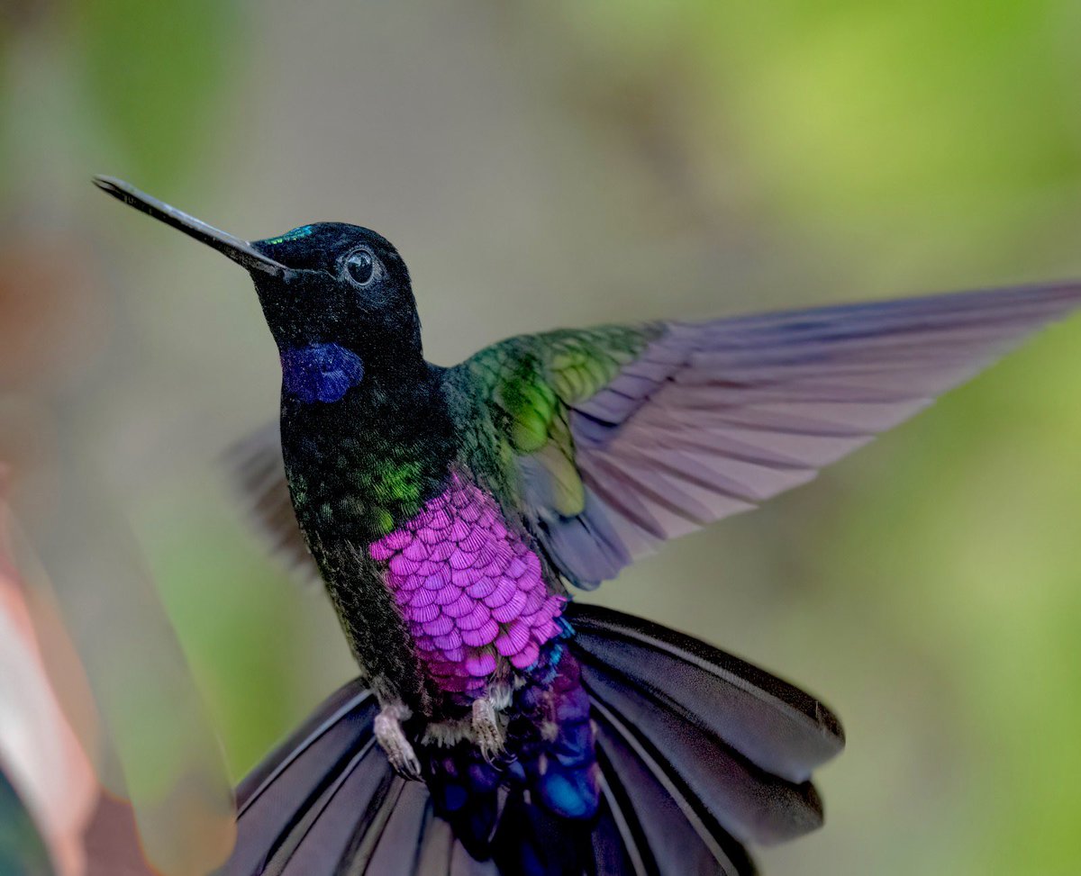 OSWALDO CORTES tweet media