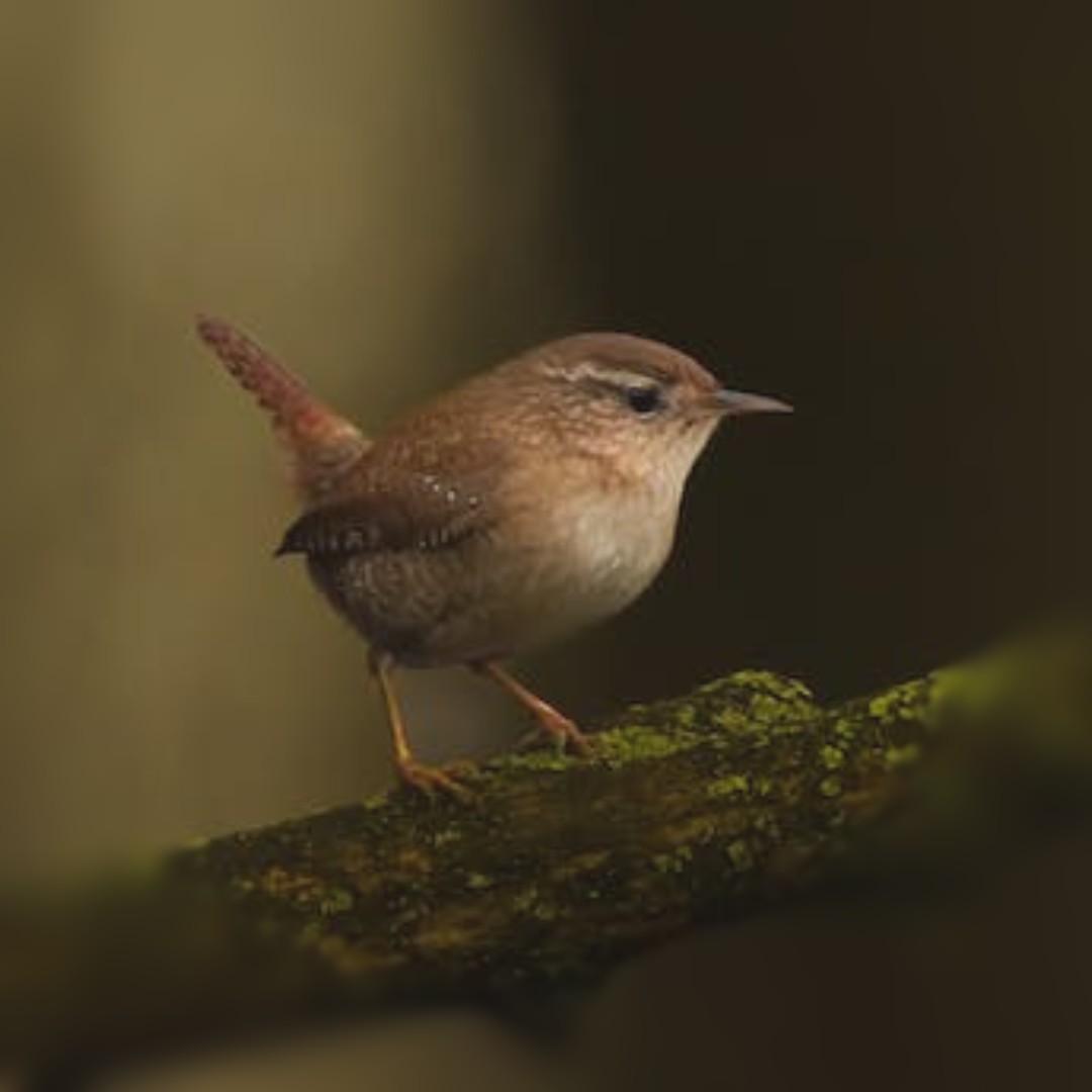 seed_ball's tweet photo. A male wren will build several nests for his partner to choose from. Once the female has chosen, she lines it with feathers ready to lay her clutch of eggs.
#nestboxweek https://t.co/MlUO7LhbJ6
