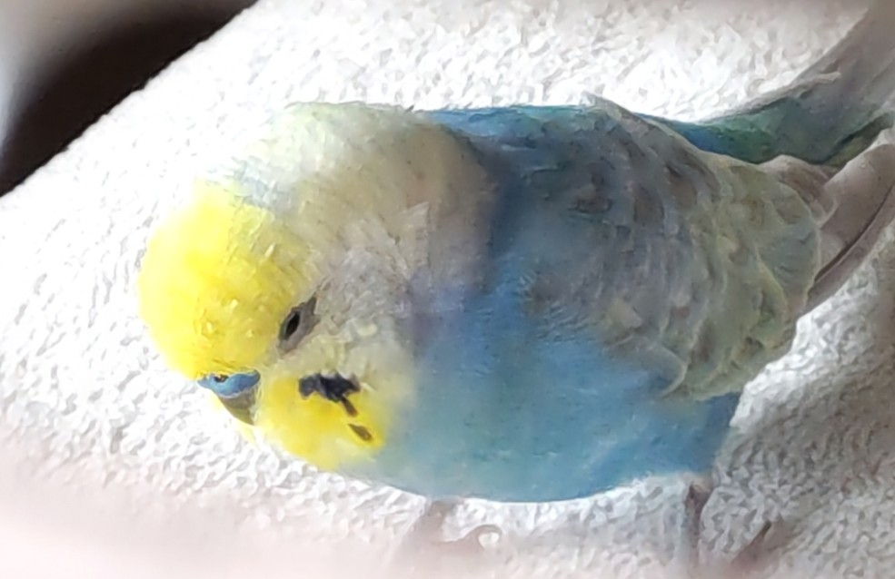 オカメインコ太郎様用 お幸🌹 on X